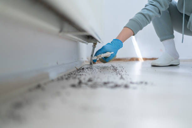 Flea Control Services in Madeira, OH